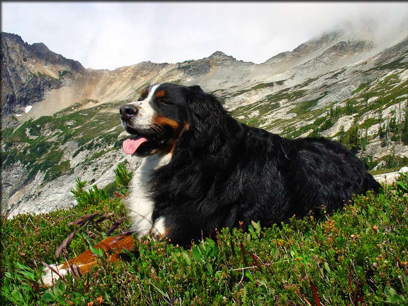 Bernese club